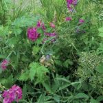 Creating A Plant Grouping: Edible Forest Gardens