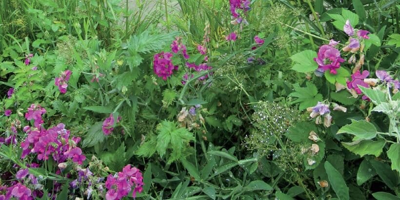 Creating A Plant Grouping: Edible Forest Gardens