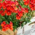 Symbolic Essay: Roots and Wings in the Urban Sanctuaries Symbolic Essay: Roots and Wings in the Urban Sanctuaries