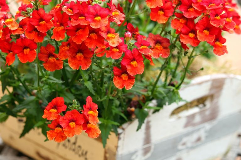 Symbolic Essay: Roots and Wings in the Urban Sanctuaries Symbolic Essay: Roots and Wings in the Urban Sanctuaries