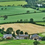 Seasonal Ritual: Autumn Leaves and Tea Ceremonies