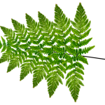 Symbolic Essay: The Birch’s Lesson: Letting Branches Go