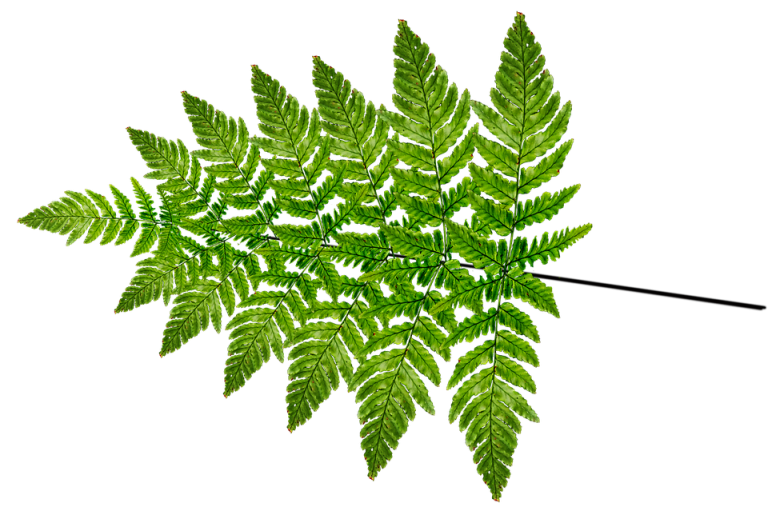 Symbolic Essay: The Birch’s Lesson: Letting Branches Go