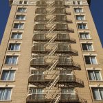 Seasonal Ritual: Frostlit Trails in Snow-Bound Solitary Blossoms