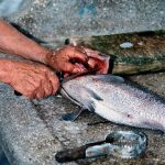 Best Of: Ironwood Blossoms and the Sanctuary of Slow Making