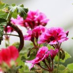 Seasonal Ritual: Fallen Leaves: Nesting soul in air