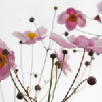 Symbolic Essay: Harvesting Silence, Planting Stillness Symbolic Essay: Harvesting Silence, Planting Stillness