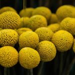 Top 5 Ideas Hypocotyls hum the psalms that rivers stain the moon Top 5 Ideas Hypocotyls hum the psalms that rivers stain the moon