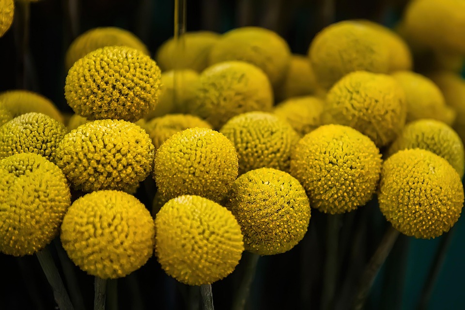 Top 5 Ideas Hypocotyls hum the psalms that rivers stain the moon