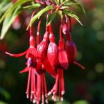 Best Of Verdant Balcony Paradises: Apartment Wildflower Oasis Compendium