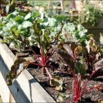 How to Plan the Best Garden Ever How to Plan the Best Garden Ever