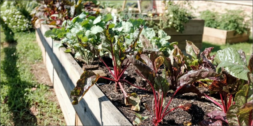 How to Plan the Best Garden Ever