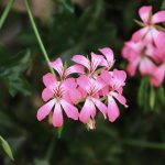 Symbolic Essay: Roots in the Sky Symbolic Essay: Roots in the Sky