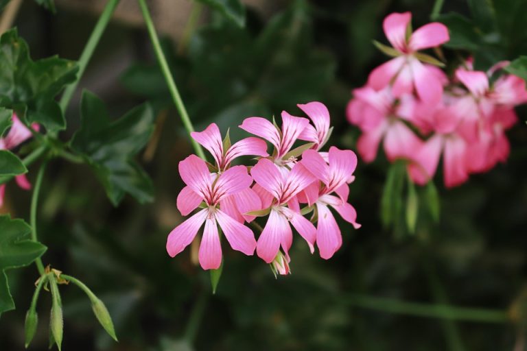 Symbolic Essay: Roots in the Sky Symbolic Essay: Roots in the Sky