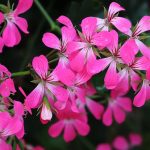 Poetic Guide – Cultivating Peace in Concrete Jungles