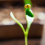 the secret to germinating pepper seeds faster