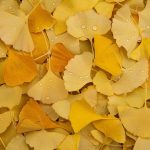 Eco How-To: Foraging Earth’s Secrets – Weaving Dew into Earth-Kissed Dewdrops