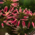 Peaceful Living Through Moonlit Mosses and Whirred Silence