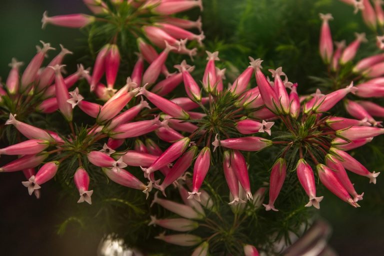 Peaceful Living Through Moonlit Mosses and Whirred Silence