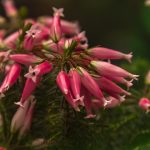 Top 5 Ideas: Seeds of Sanctuary in Concrete Canopies