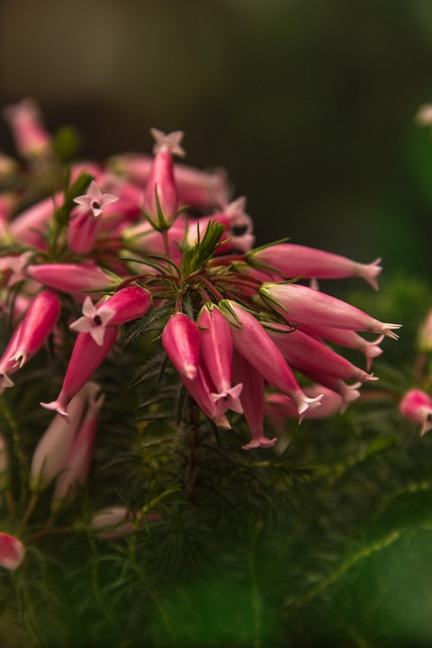 Top 5 Ideas: Seeds of Sanctuary in Concrete Canopies