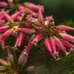 Top 5 Ideas to Thrive in Concrete Gardens