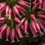 Symbolic Essay: Roots & wings: timeless growth