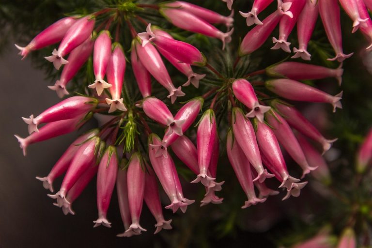 Symbolic Essay: Roots & wings: timeless growth