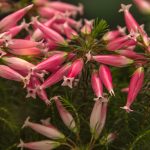 Symbolic Essay: The Sun-Soil Dance in Hidden Spaces