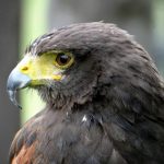 Poetic Guide to Moonlit Pruning Rituals