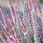 Best Of Balcony Refuges: Veiled Orchids, Singing Sunflowers