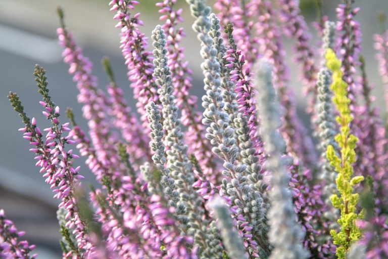 Best Of Balcony Refuges: Veiled Orchids, Singing Sunflowers