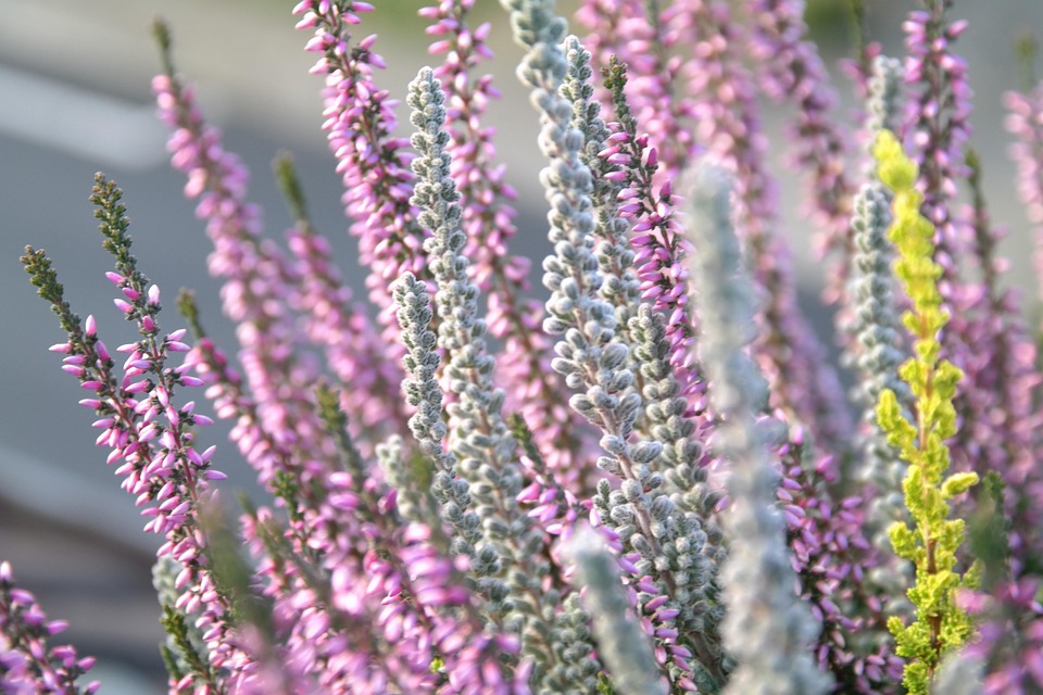 Best Of Balcony Refuges: Veiled Orchids, Singing Sunflowers