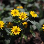 Poetic Guide: Porous Terrains in Echoing Breaks