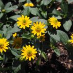 Symbolic Essay: Thorned Connections Above Asphalt Symbolic Essay: Thorned Connections Above Asphalt