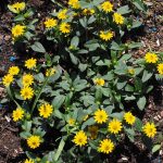 Poetic Guide to Whispers of Sage and Stem Poetic Guide to Whispers of Sage and Stem