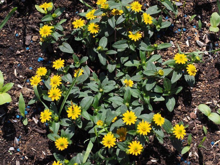 Poetic Guide to Whispers of Sage and Stem Poetic Guide to Whispers of Sage and Stem