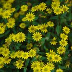 Best Of Dandelion Clusters Singing Villanelles in Clay