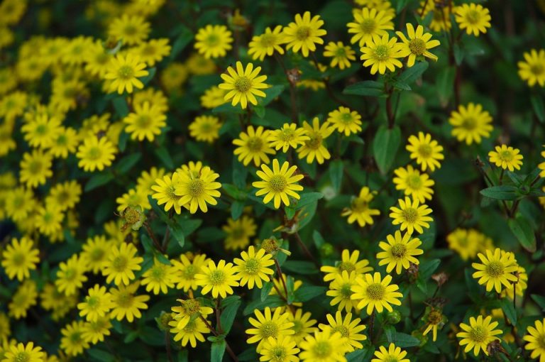 Best Of Dandelion Clusters Singing Villanelles in Clay