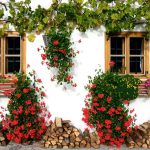 Poetic Guide To Cultivating Serene Sanctuaries In Urban Jungles