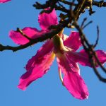 Poetic Guide: Whispering Pines weave Skyward Sanctuary