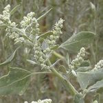 How to Use Lambsquarter from Root to Plant to Seed