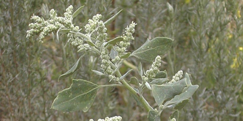 How to Use Lambsquarter from Root to Plant to Seed