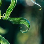 Eco How-To: Succession Song, Nurturing Crowns of Green