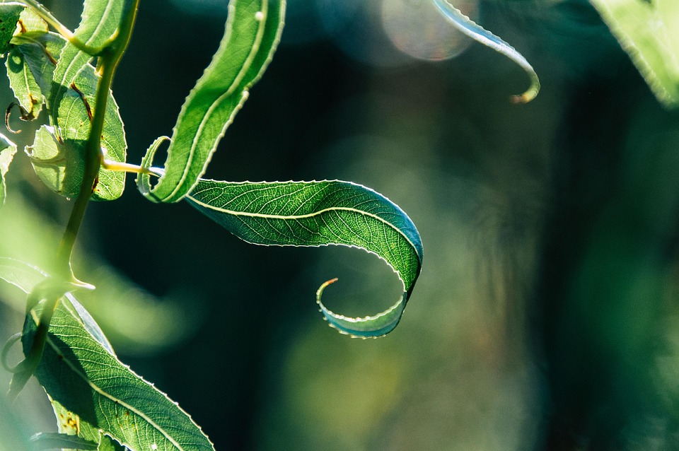 Eco How-To: Succession Song, Nurturing Crowns of Green