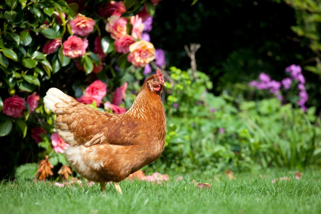 Adding Chickens to Your Garden: Pros & Cons
