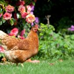 Adding Chickens to Your Garden: Pros & Cons