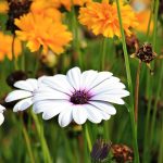 Poetic Guide to Seasons Turning – Poetic Guide to Seasons Turning –