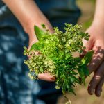 5 Practical Uses for Herbs From Your Garden