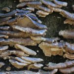 Eco How-To: Weaving Walls of Moss solar-stitched byijenite Glimmers Eco How-To: Weaving Walls of Moss solar-stitched byijenite Glimmers